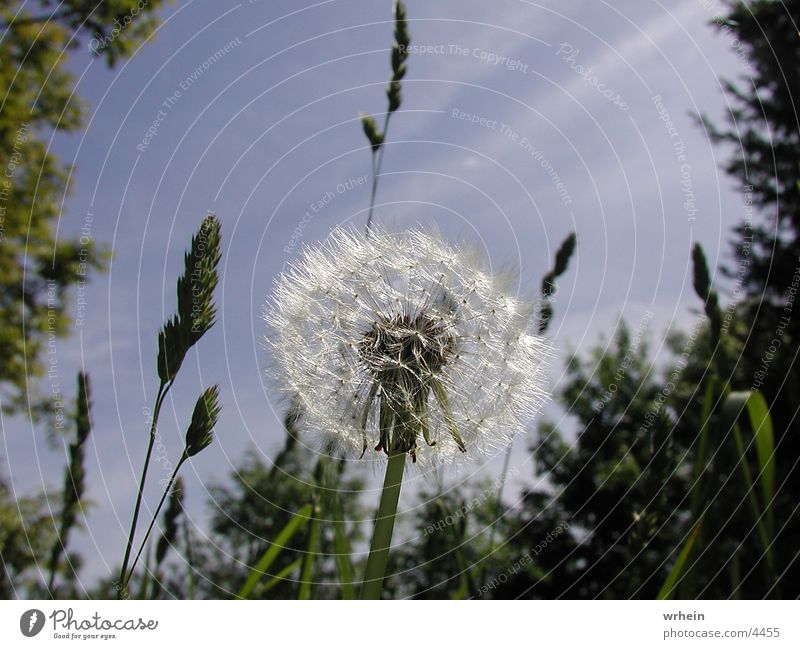 dandelion Flower Dandelion