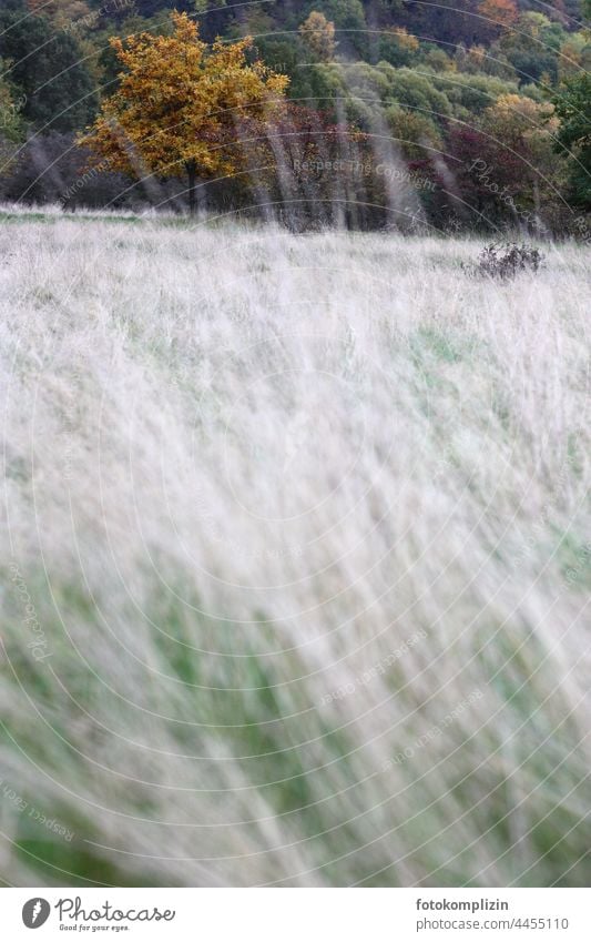 bright faded autumn mood Autumn late summer Tree Yellow golden Grass Steppe Meadow prairie Landscape Nature reserve Autumnal Bright pale late summerly