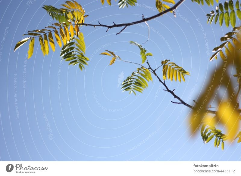 last feathery yellow leaves on branches autumn leaves Twig twigs Autumn Autumnal Autumnal colours Twigs and branches Change Leaf Transience Branch Sky Ash-tree