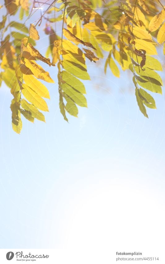 yellow autumn leaves in front of bright sky Early fall Yellow Autumn Autumnal Autumnal colours Copy Space Transience Change Ash-tree autumn mood autumn colours