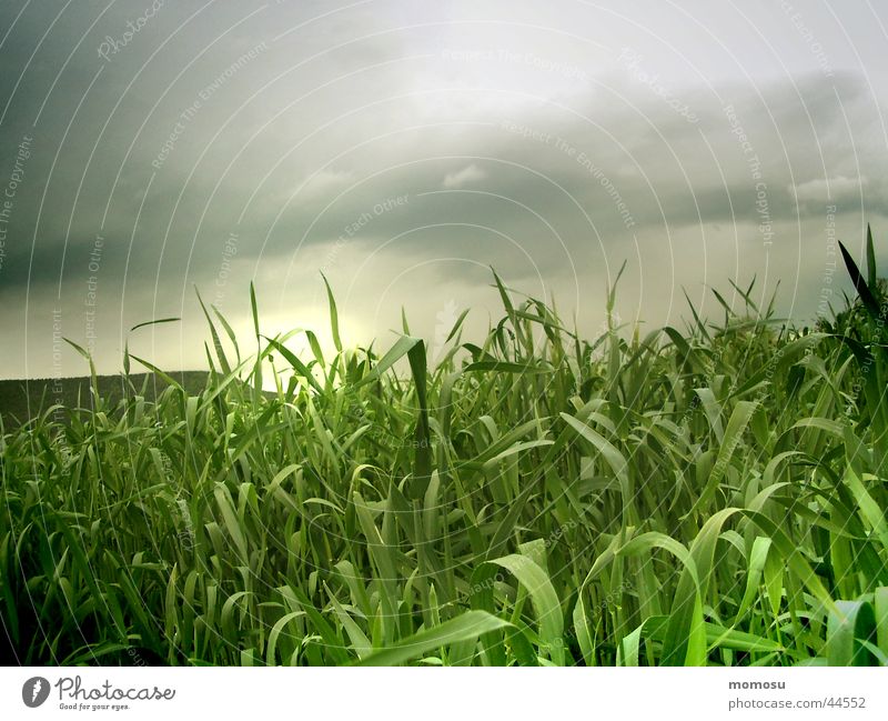 thunderstorm field Field Moody Clouds Light Green Sky Sun