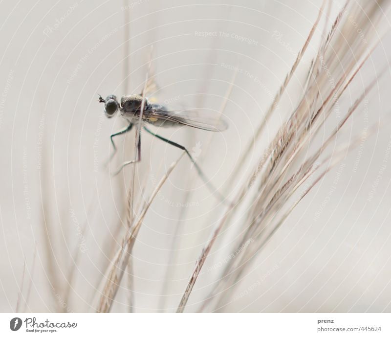 insectus kleinus Environment Nature Animal Gray Black Fly Crane fly Insect Colour photo Exterior shot Close-up Macro (Extreme close-up) Copy Space top Day