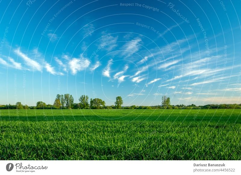 Green corn and amazing clouds on the sky field green wheat plant blue rural summer landscape agriculture nature farming horizon scenic spring meadow countryside