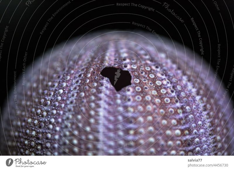 maritime shapes and structures | sea urchin skeleton Sea urchin skeleton Structures and shapes Pattern Shallow depth of field Contrast Sea urchin shell