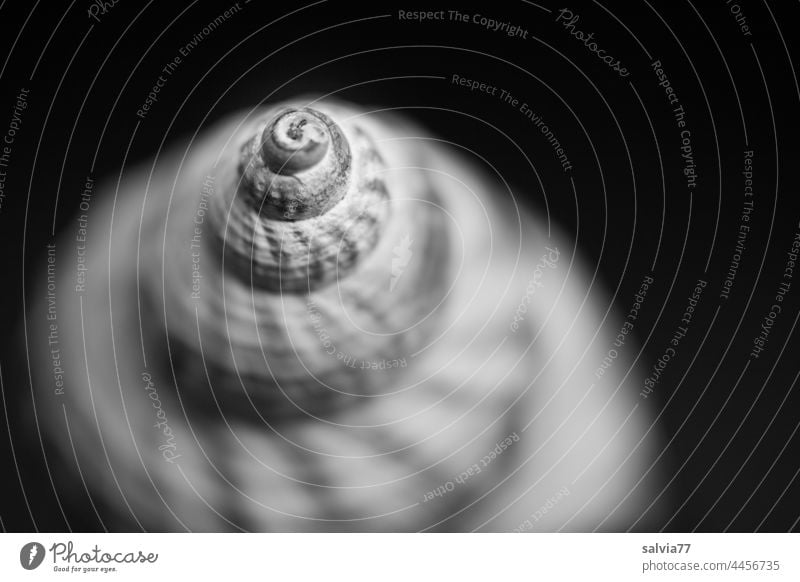 maritime shapes and structures | whelk Sea slug Whelk Macro (Extreme close-up) Snail shell blurriness Spiral Structures and shapes Pattern Crumpet