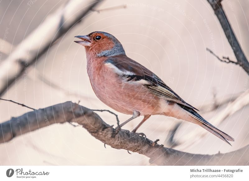 Singing Finch Chaffinch Fringilla coelebs Head Beak Animal face Eyes Claw Grand piano Bird Wild animal Feather Twigs and branches Colour photo Exterior shot