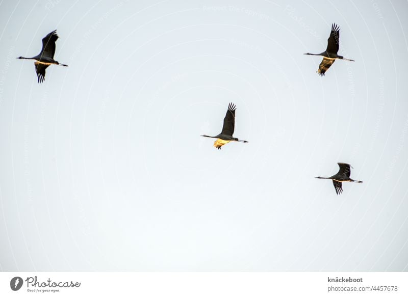 migratory birds Cranes Flying Sky Migratory bird Bird Wild animal Freedom Flock Migratory birds Flight of the birds Flock of birds Autumn Air Colour photo