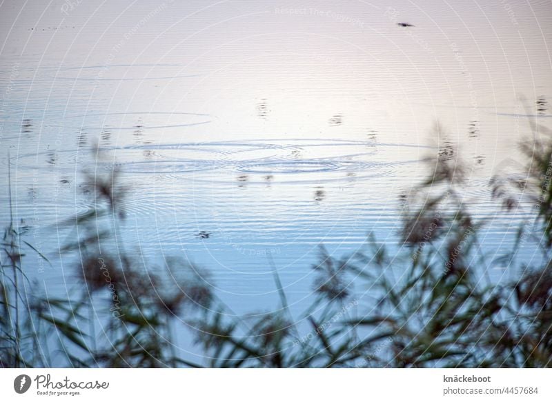 pondland Lake Water Nature Blue Landscape water rings Reflection Lakeside Calm Exterior shot Idyll Relaxation Water reflection Colour photo Peaceful Common Reed