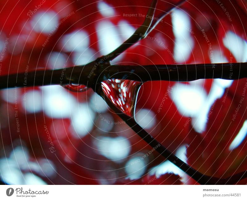 the rain catcher Maple tree Reflection Leaf Rain Drops of water Branch