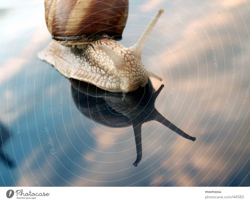 Above the clouds ... Clouds Feeler Car Hood Reflection Snail Sky Detail Macro (Extreme close-up)