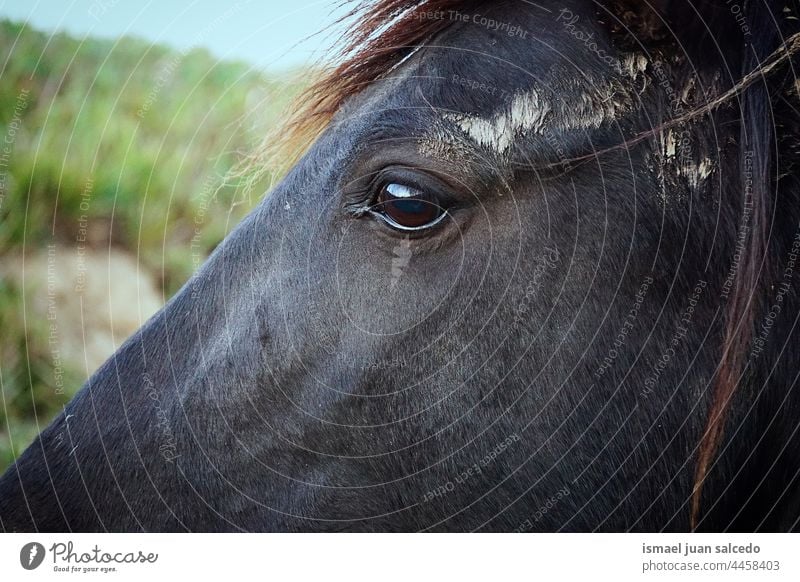 beautiful black horse portrait animal wild head eyes ears hair nature cute beauty elegant wild life wildlife rural meadow farm grazing pasture outdoors field