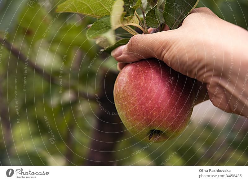 Harvesting red side apple orchard fruit harvest picking tree organic fresh food green background nature healthy hand leaf ripe agriculture farmer autumn natural