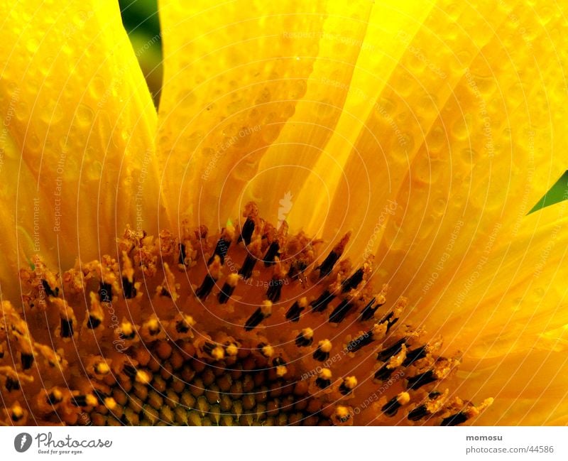 sunflower in the rain Sunflower Field Summer Leaf Blossom Yellow Rain Drops of water Detail Macro (Extreme close-up)