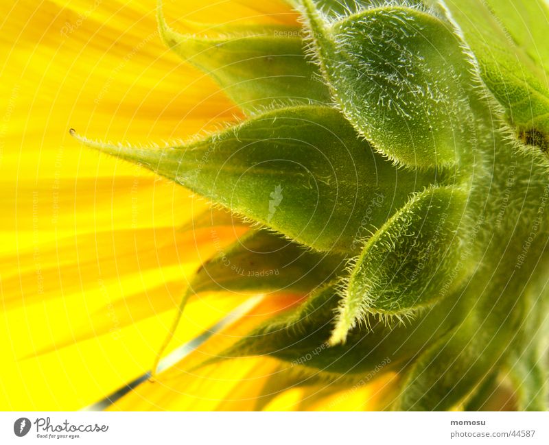 towards the sun Blossom Leaf Yellow Summer Field Sun sunflower