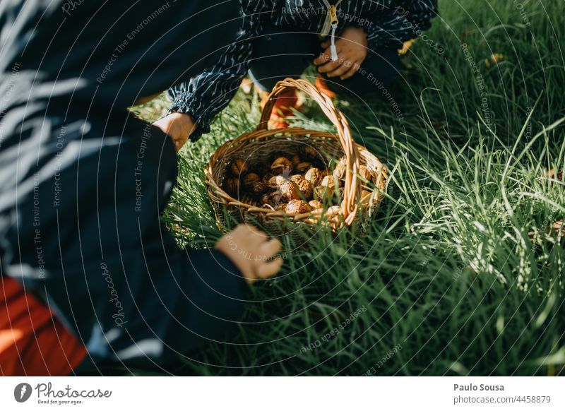 Brother and sister picking walnuts Brothers and sisters Family & Relations Child Authentic Walnut Food Autumn Infancy Human being Joy Colour photo Happy