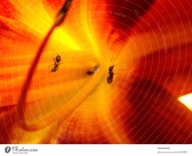 inner life of a blossom Lily Blossom Leaf Summer Ant Tiger lily Blaze Detail Macro (Extreme close-up) Garden