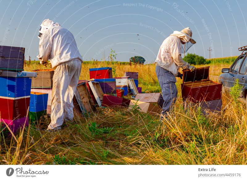 Two apiarists, beekeepers are harvesting honey, vintage Activity Apiarist Apiary Apiculture Barrow Bee Keeper Beehive Beekeeper Beekeeping Beeswax Besom Bristle