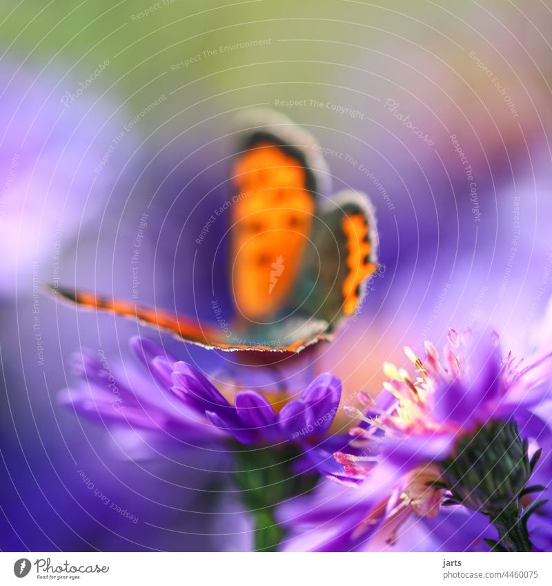 Butterfly on an autumn aster Autumn Aster variegated Colour Depth of field Blossom Flower Nature Plant butterfly butterflies Insect Macro (Extreme close-up)