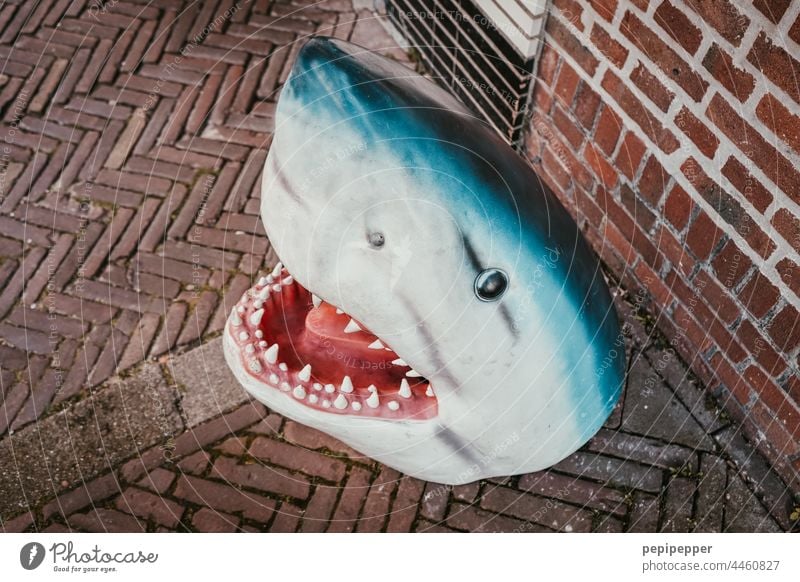 Shark bin litter bins Teeth Show your teeth Animal face eyes Blue Fish Dangerous Set of teeth Threat Animal portrait Muzzle Aggression Fear Colour photo Creepy