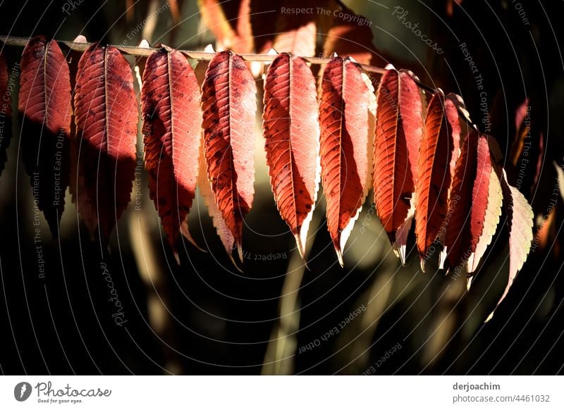 Autumn colors, or Indian summer. Leaves in beautiful red and white tones on the branch. Leaves Winter Holiday season Tree foliage leaves Leaf Outdoors