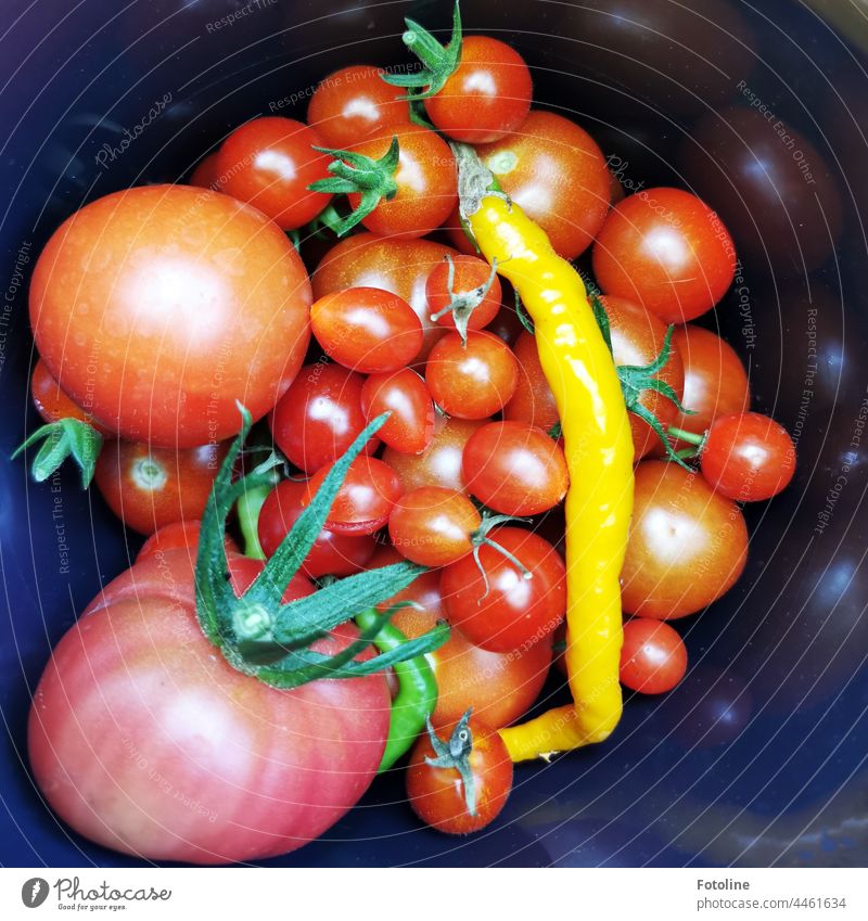 This year there was a rich harvest. Tomatoes upon tomatoes and a few chillies. And for that I was only 5 minutes in the greenhouse. Chili Vegetable Food Fresh