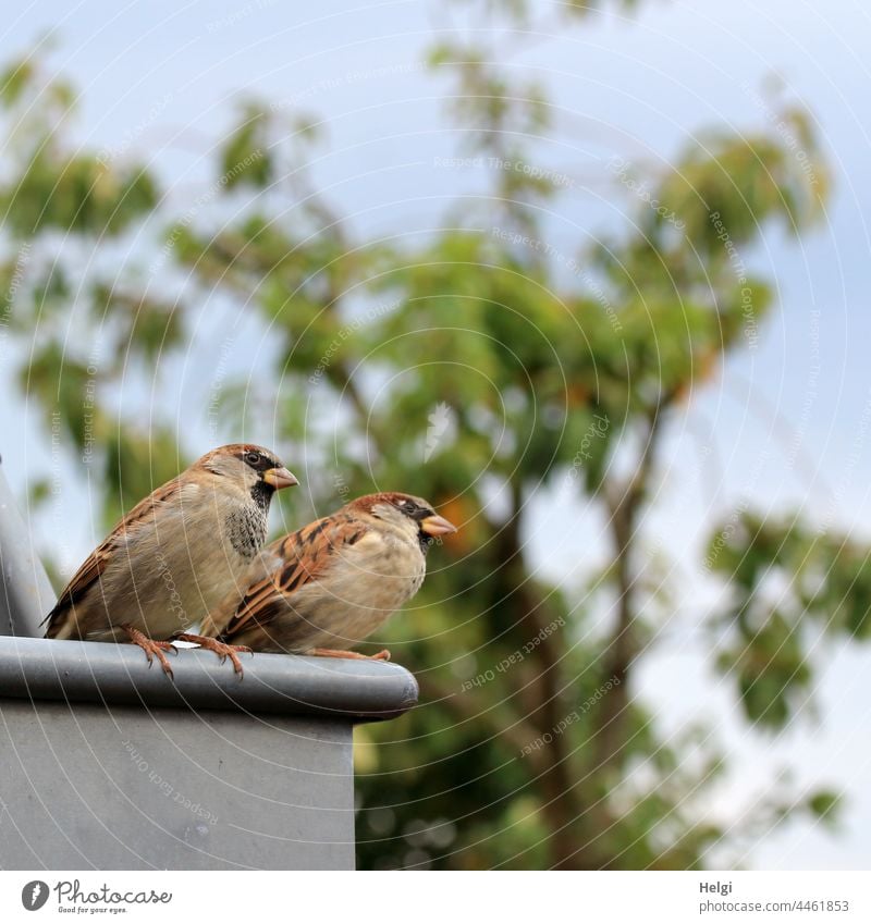 two sparrows sit on a gutter and lurk, if something falls off somewhere Bird Sparrow Eaves Sit look Tree Sky out Beer garden Hope hunger Lookout Looking Brown