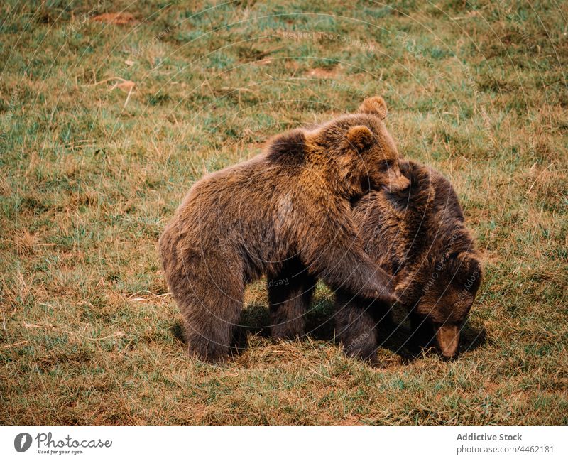 Small bears playing on lawn in daytime having fun animal fauna wildlife interact meadow natural savanna fall faded grass mammal predator carnivore fluffy