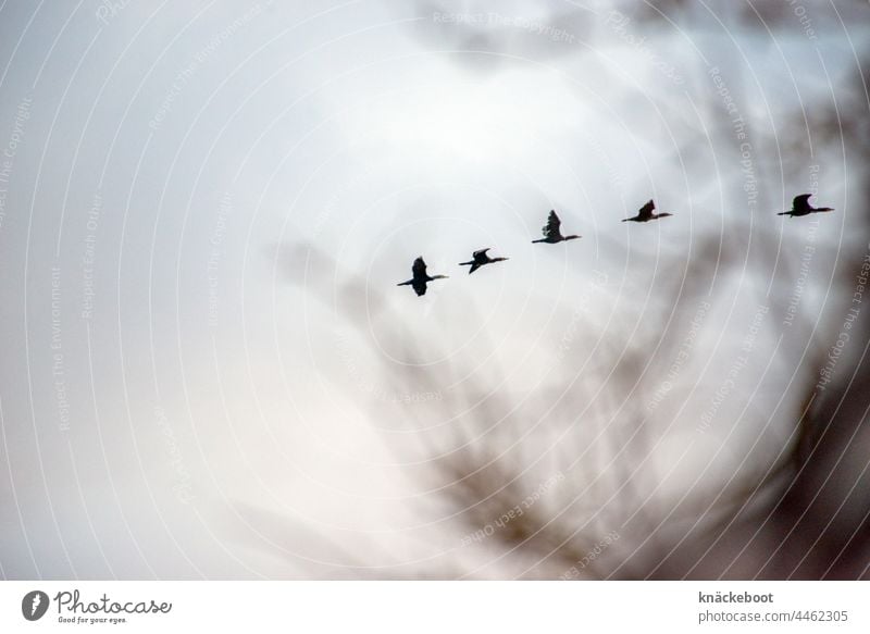 comoran Comoran Sky Migratory bird Autumn Flying Flock Bird Wild animal Flock of birds Group of animals Flight of the birds Migratory birds Air Nature