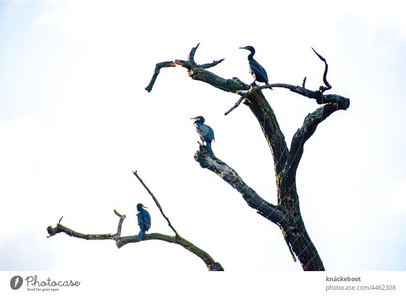 comorants on dead wood Tree Log Comoran Exterior shot Nature Landscape Environment Sky