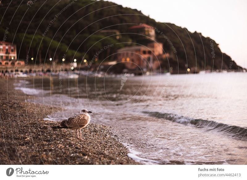 Seagull on beach, Mediterranean Sea, Mediterranean, Italian Sea Gravel Beach evening mood Italy bokeh vintagelens Retro salt water Romance sunset blurriness