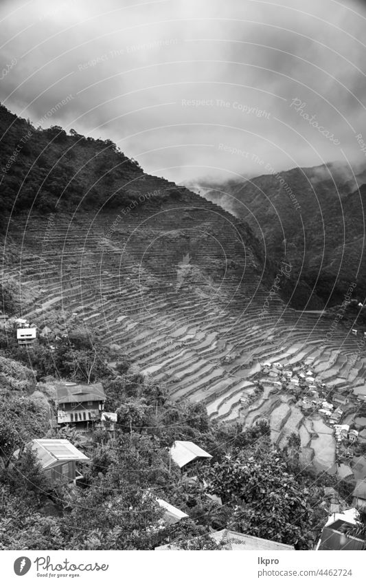 terrace   field for  coultivation of rice banaue philippines mountain nature ifugao asia landscape travel agriculture valley black farm vietnam food china asian