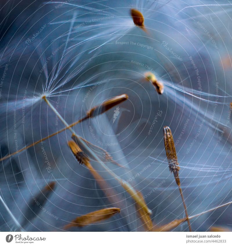 close up of the dandelion seed in springtime flower plant white floral garden nature natural beautiful decorative decoration abstract textured soft softness