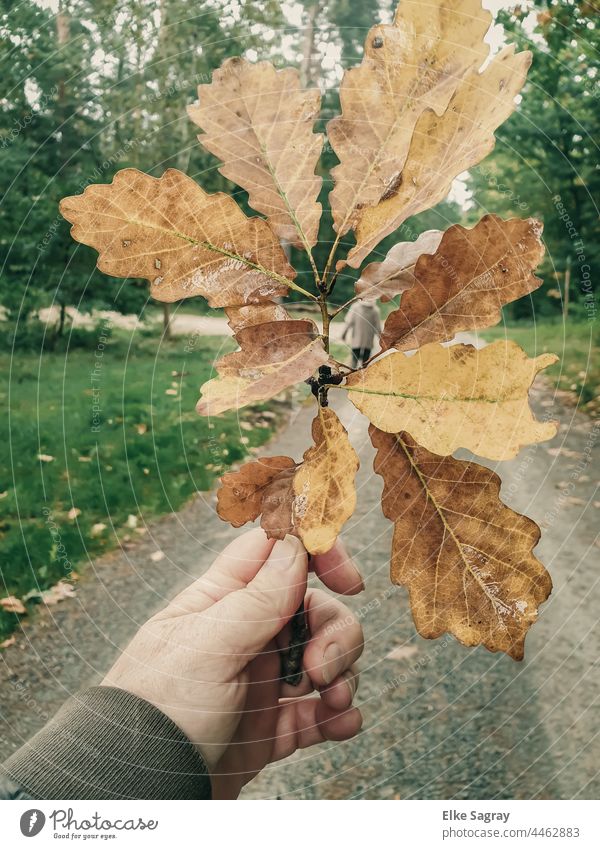 The first autumn leaves in the hand oak leaves Nature Autumn Autumnal Exterior shot Colour photo Leaf Forest Autumnal colours Shallow depth of field Close-up