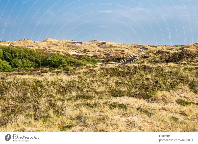 Landscape in the dunes near Norddorf on the island Amrum duene northern village Schleswig-Holstein Island coast off Woodway boardwalk voyage Marram grass