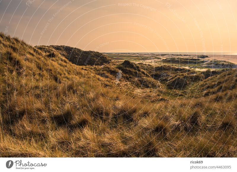 Landscape in the dunes near Norddorf on the island Amrum Beach duene northern village Schleswig-Holstein Island coast Ocean voyage Marram grass vacation