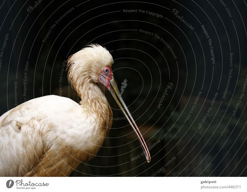 Animal with beak Wild animal Bird Animal face Zoo 1 Stand Exotic Friendliness Beautiful Red Black White Pride Contentment Identity Uniqueness Inspiration Nature