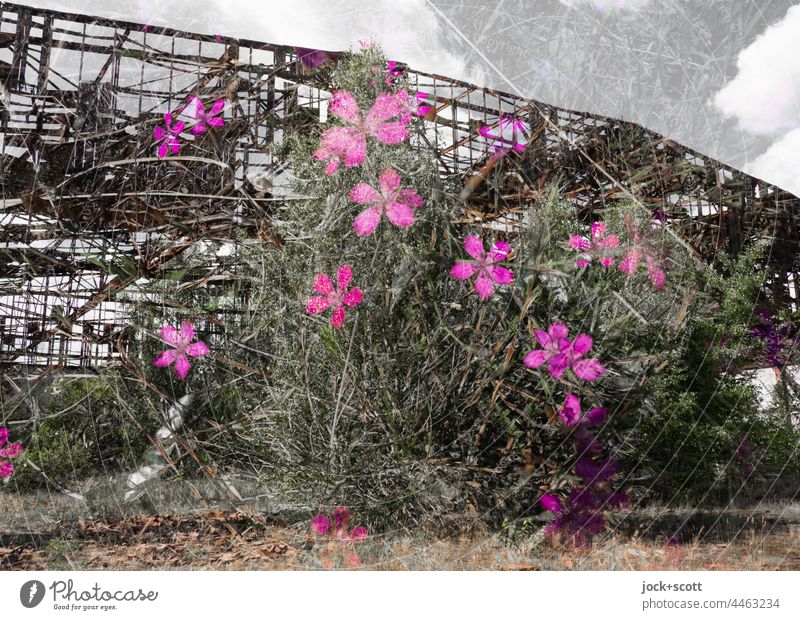 Lost Land Love - the flowers bloom in front of the hangar lost places Double exposure Ruin Hangar Nature renaturation Derelict Blossoming Apocalyptic sentiment