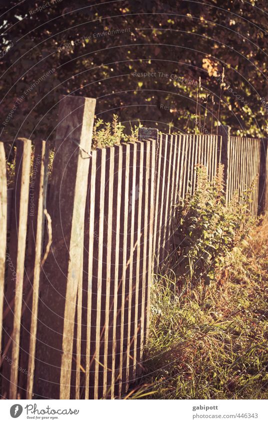 Chamansülz | Fence posts - also to wave at Nature Landscape Summer Autumn Beautiful weather Bushes Forest Warmth Joie de vivre (Vitality) Idyll Contentment