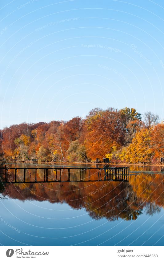 Colourful Environment Nature Landscape Elements Water Sky Cloudless sky Autumn Beautiful weather Tree Forest Coast Lake Fragrance Natural Blue Brown