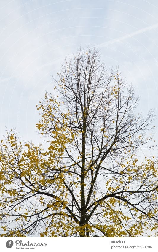 autumn tree Tree foliage leaves Yellow Autumnal Nature Autumnal colours Season branches Transience Early fall Deserted Autumnal weather Automn wood Seasons