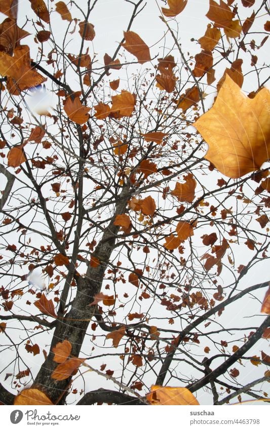 autumn tree with many brown coloured leaves Tree Brown foliage Sky branches Nature Autumn Exterior shot Deserted Autumn leaves Leaf Forest Early fall Autumnal