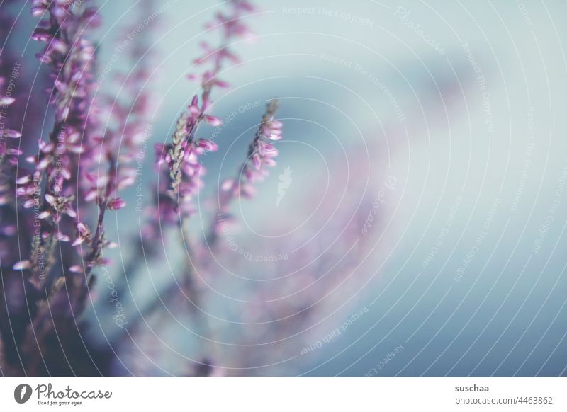 fuzzy growth, lilac wax Plant Flower Pot plant heather purple pastel shades Shallow depth of field Shriveled Blossom bluish Blossoming Close-up Nature naturally