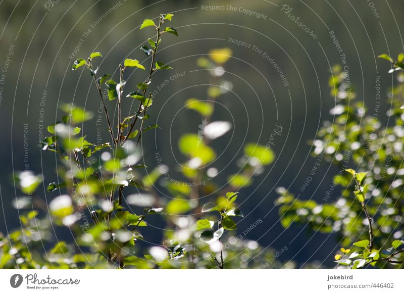 BIRKENWÄLDCHEN Tree Birch tree Birch leaves Birch wood Twigs and branches Leaf Deciduous tree Green Nature Colour photo Exterior shot Deserted Copy Space top