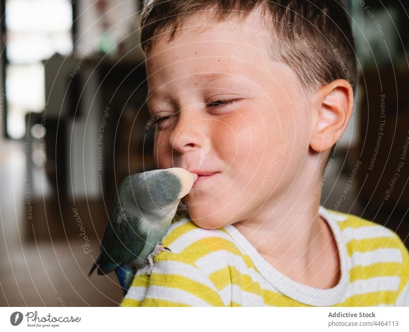 Gentle boy kissing beak of domestic parrot bird lovebird pet positive tender affection kid child childhood little avian small adorable together plumage animal