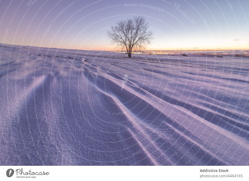 Winter landscape with leafless trees in bright sunlight at sunset snow winter scenery environment sundown nature wildlife wintertime cold endless bare