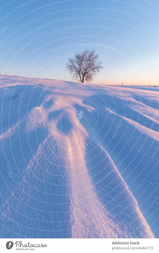 Snowy valley with bare bushes under blue sky snow hill winter plant landscape scenery wildlife environment countryside nature grow cloudless cold shrub