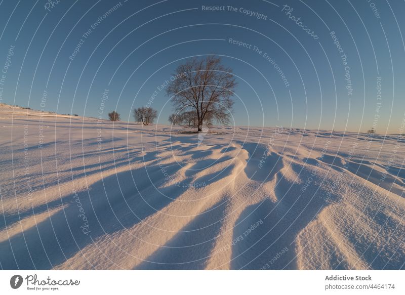 Snowy valley with bare bushes under blue sky snow hill winter plant landscape scenery wildlife environment countryside nature grow cloudless cold shrub