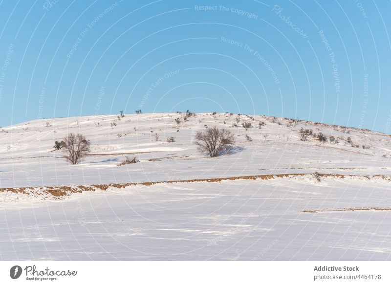 Snowy valley with bare bushes under blue sky snow hill winter plant landscape scenery wildlife environment countryside nature grow cloudless cold shrub