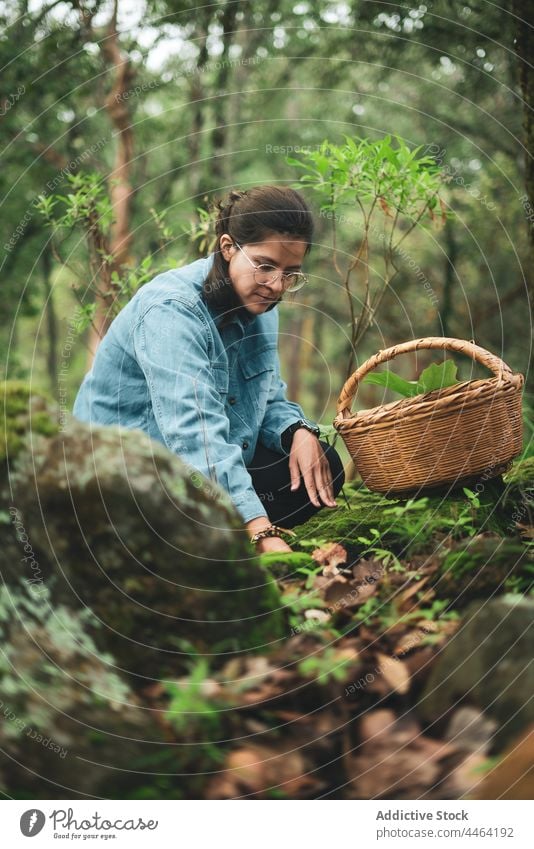 Woman collecting mushroom and putting into basket woman pick Ramaria edible wicker woodland mycology specie female fungi forest wild mycologist ectomycorrhizal