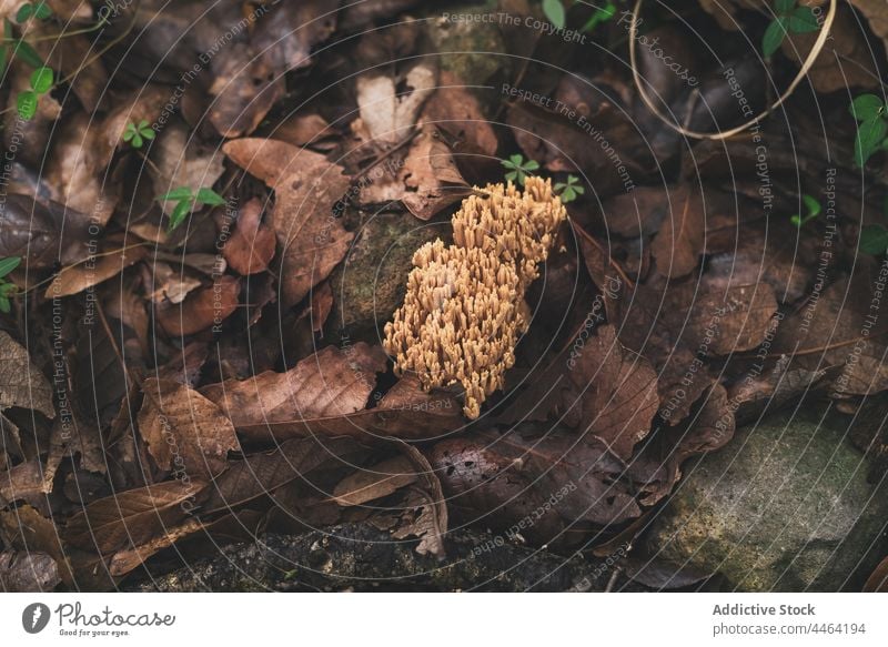 Mushroom Ramaria growing in forest covered with fallen leaves ramaria mushroom edible fungi mycology autumn wildlife nature ectomycorrhizal basidiomycete coral